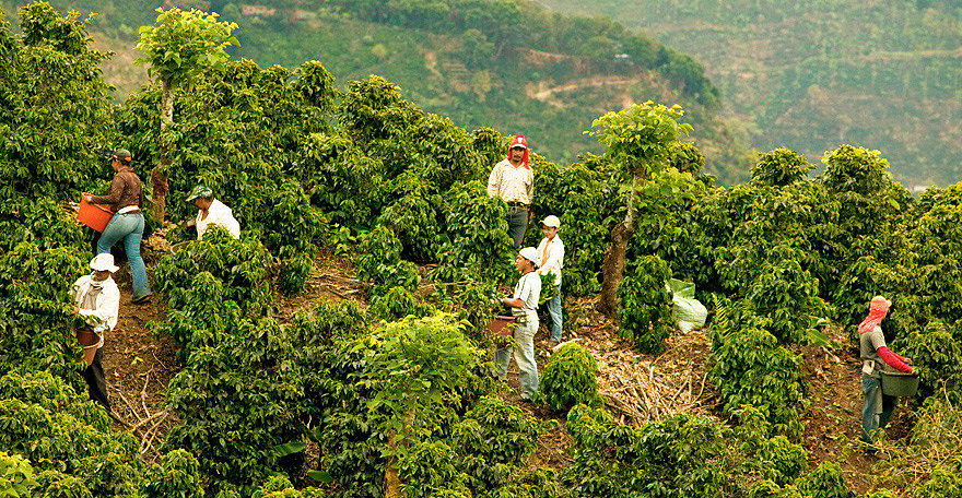 выращивание кофе в бразилии