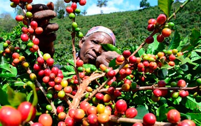 кофе Руанда Кабуе