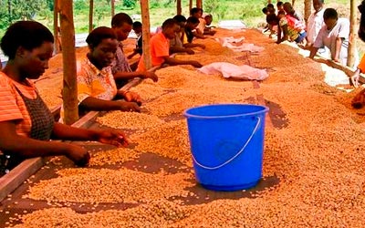 сбор кофе Руанда Кабуе