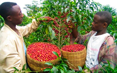 сбор кофе эфиопия харрар