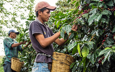 Свежеобжаренный кофе Гондурас San Marcos, 1 кг — купить в интернет-магазине OZON с быстрой доставкой